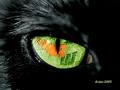 20080313164225-ojos-billantes.jpg